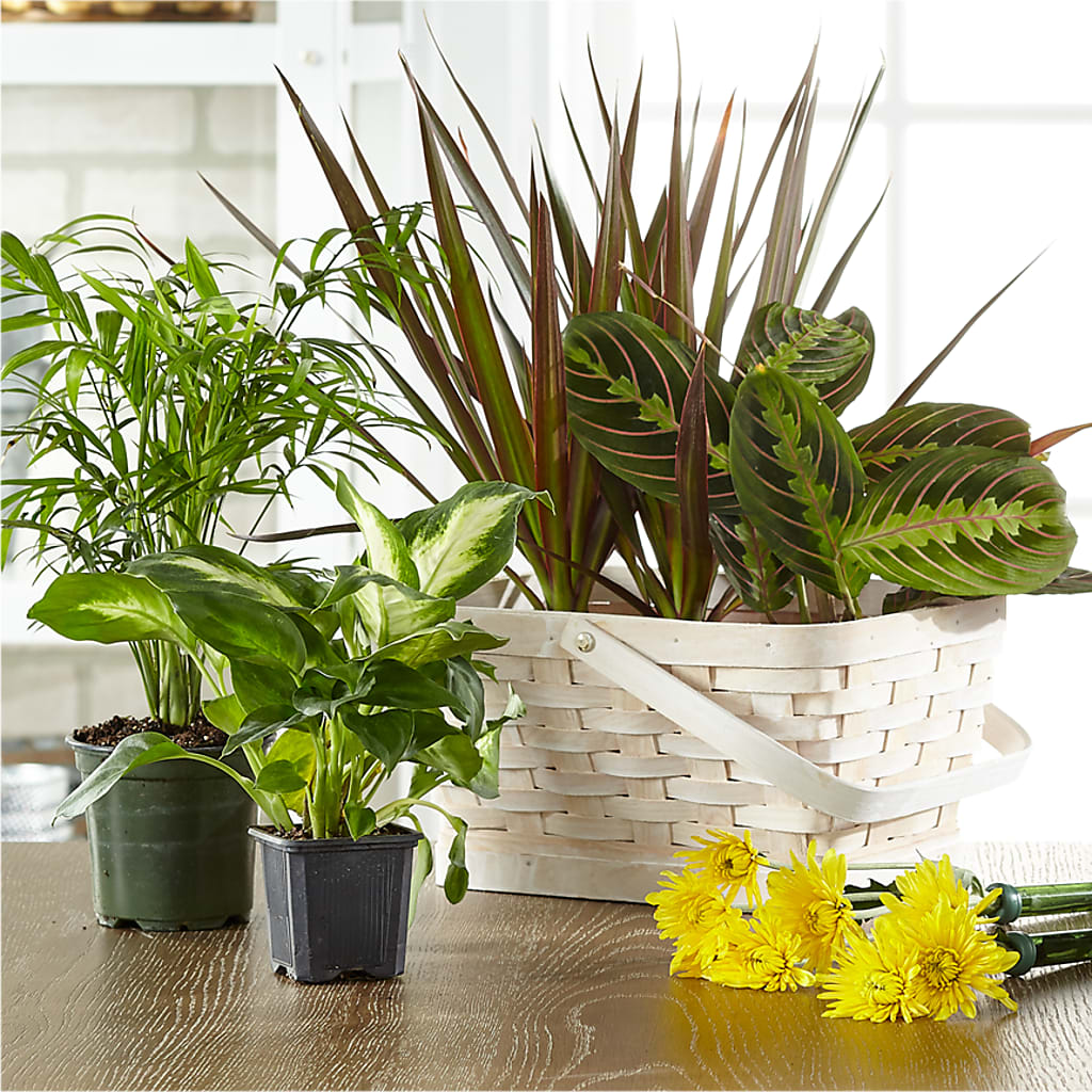 Florist Designed Blooming and Green Plants in a Basket – Friendly Flower Shop, San Angelo TX