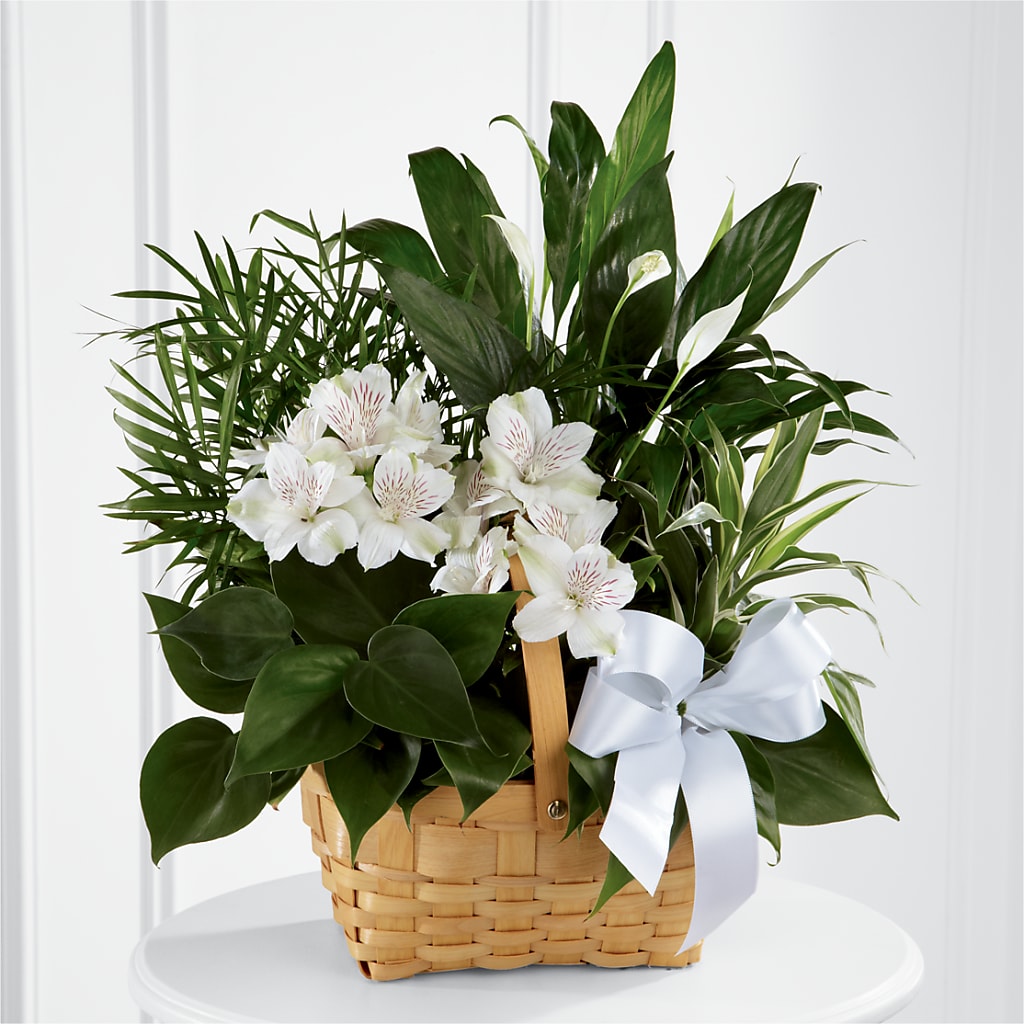 Peace & Serenity Dishgarden – Friendly Flower Shop, San Angelo TX