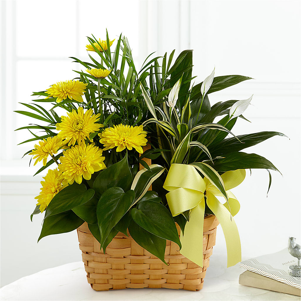 Loving Light Dishgarden – Friendly Flower Shop, San Angelo TX