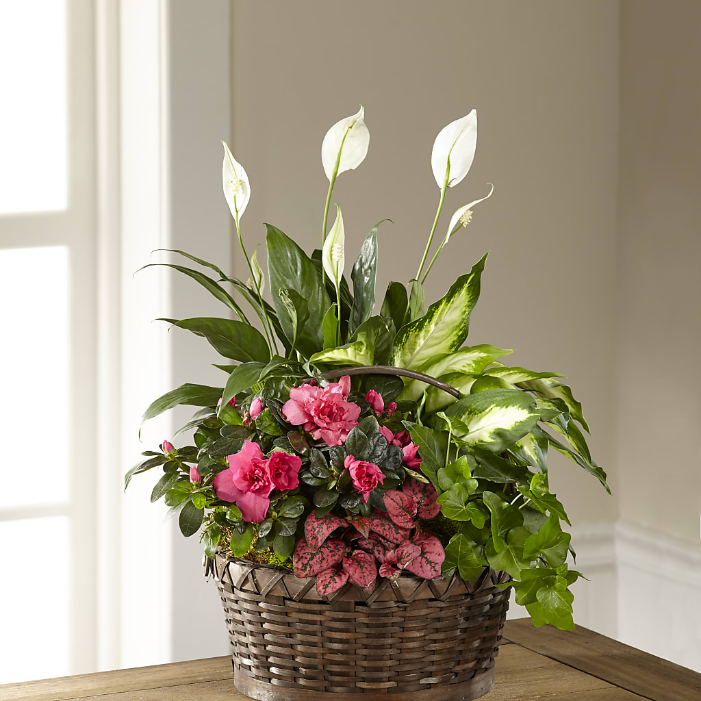 Dream in Pink Dishgarden – Friendly Flower Shop, San Angelo TX