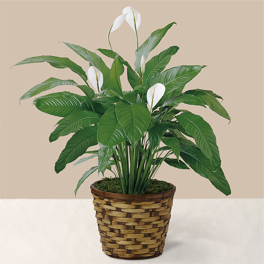 Tranquil Moments Peace Lily Plant – Friendly Flower Shop, San Angelo TX