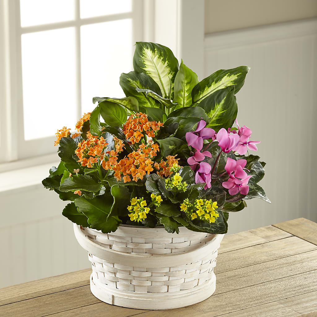 Color Crush Dishgarden – Friendly Flower Shop, San Angelo TX