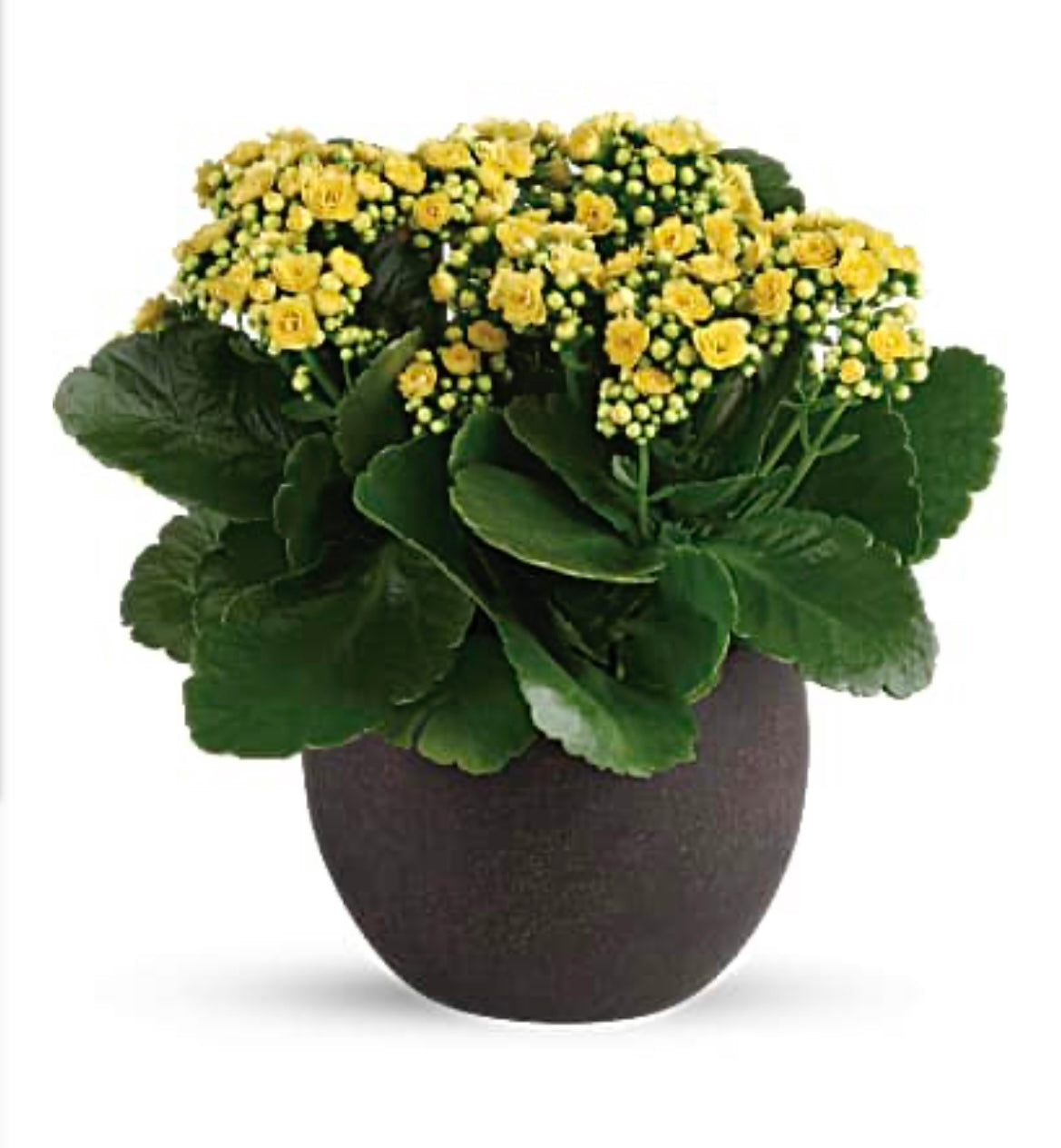 Kalanchoe – Friendly Flower Shop, San Angelo TX