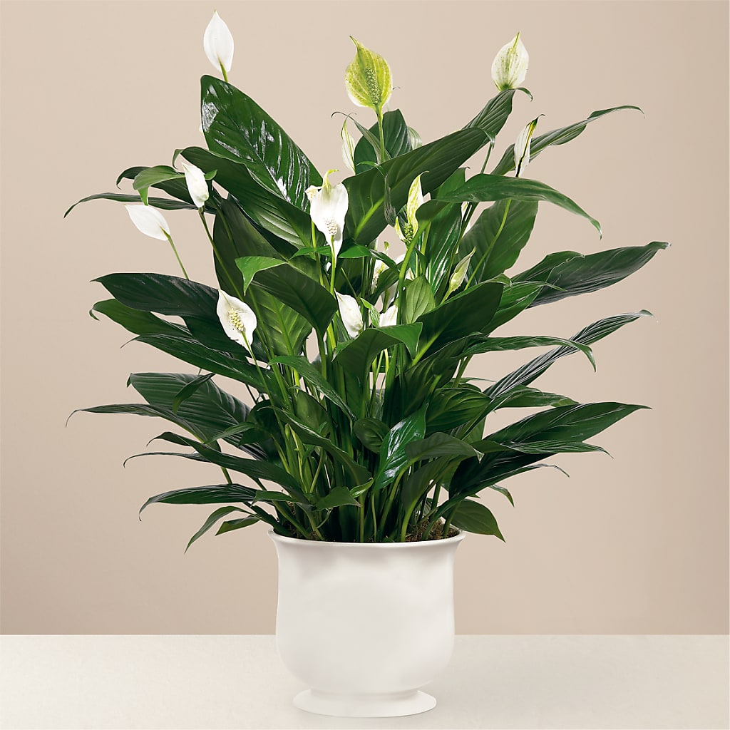 Comfort Planter – Friendly Flower Shop, San Angelo TX