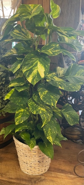 Pole Ivy Plant