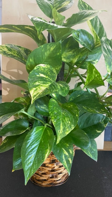 buy indoor ivy plant Pole Ivy Plant – flower arrangement | San Angelo, TX