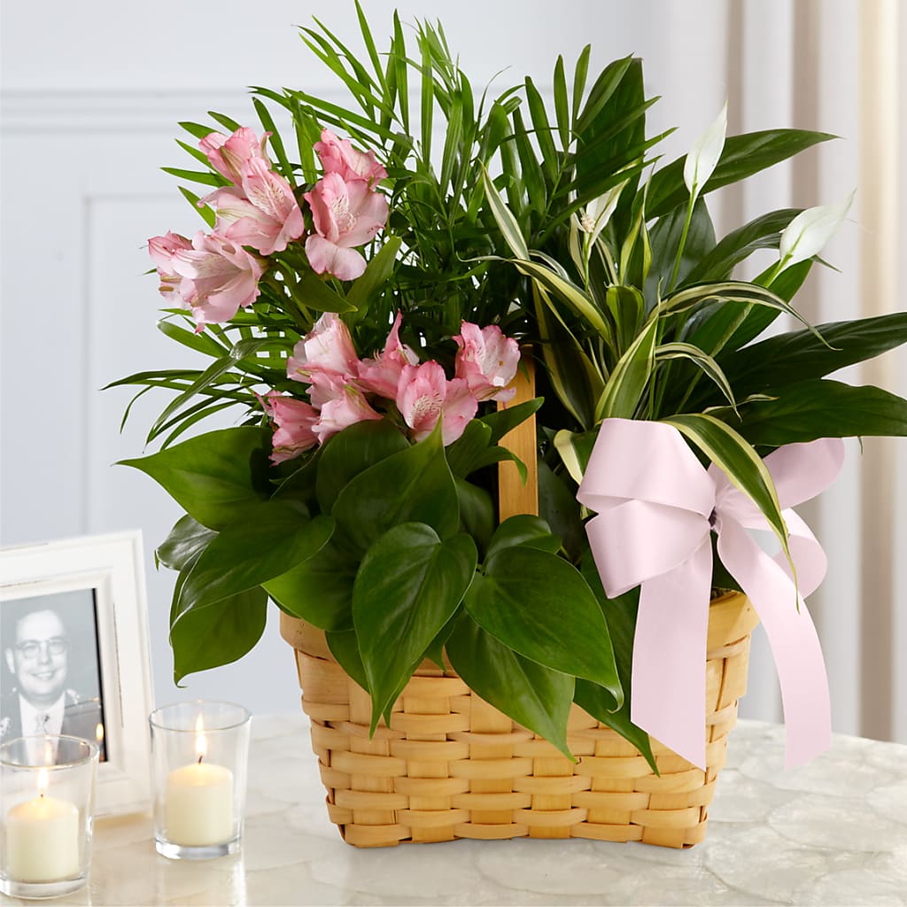 Living Spirit Dishgarden – Friendly Flower Shop, San Angelo TX