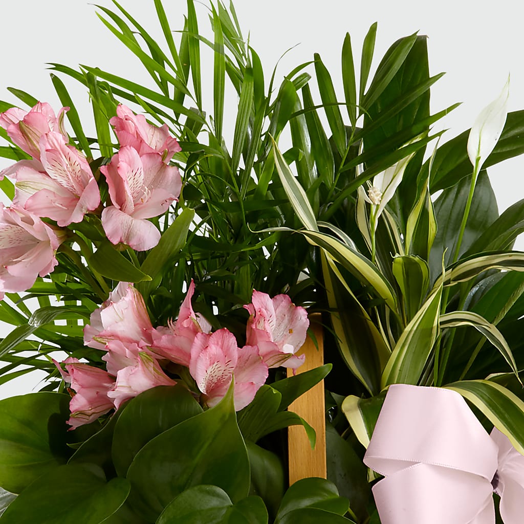 Living Spirit Dishgarden – Friendly Flower Shop, San Angelo TX