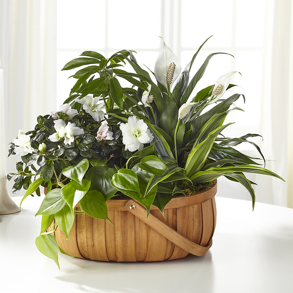 Serene Dishgarden – Friendly Flower Shop, San Angelo TX