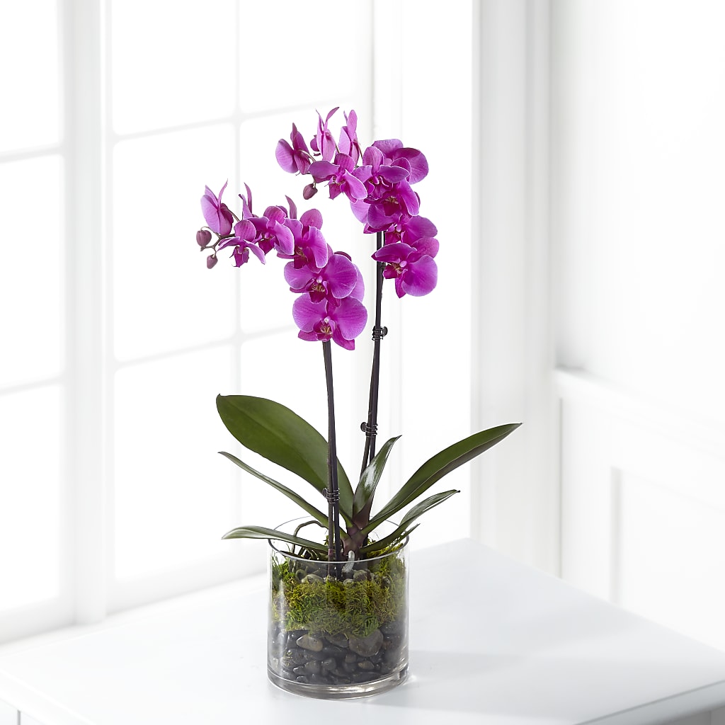 Pink Orchid Plant – Friendly Flower Shop, San Angelo TX