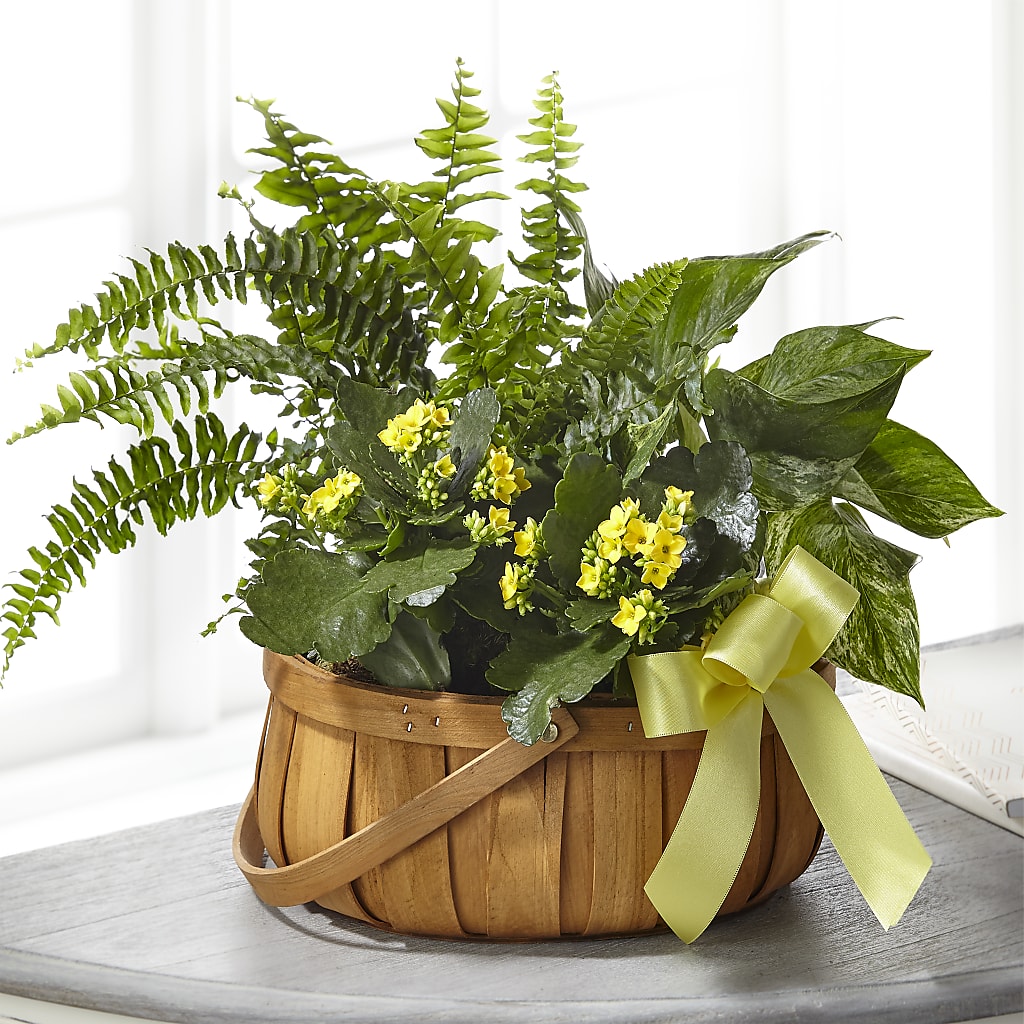 Always Dear Dishgarden – Friendly Flower Shop, San Angelo TX