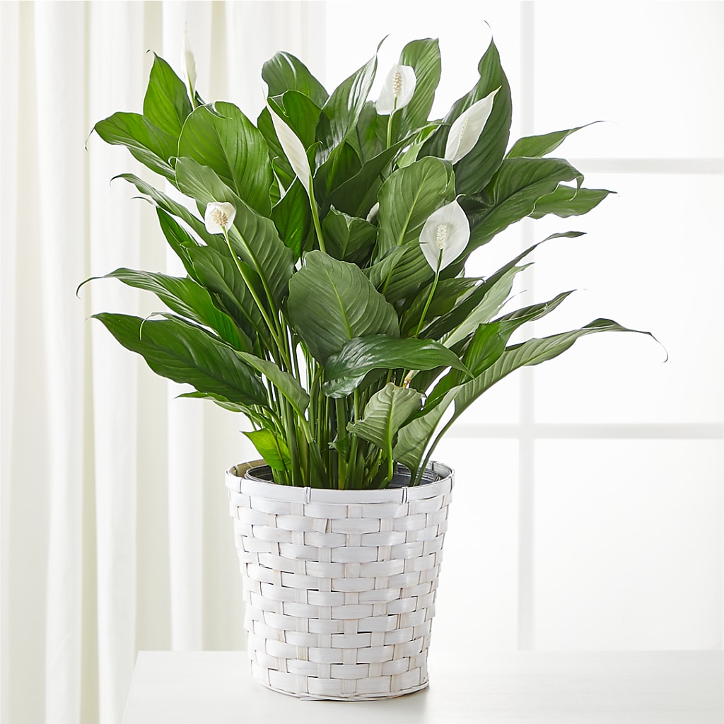 A New Leaf Peace Lily – Friendly Flower Shop, San Angelo TX