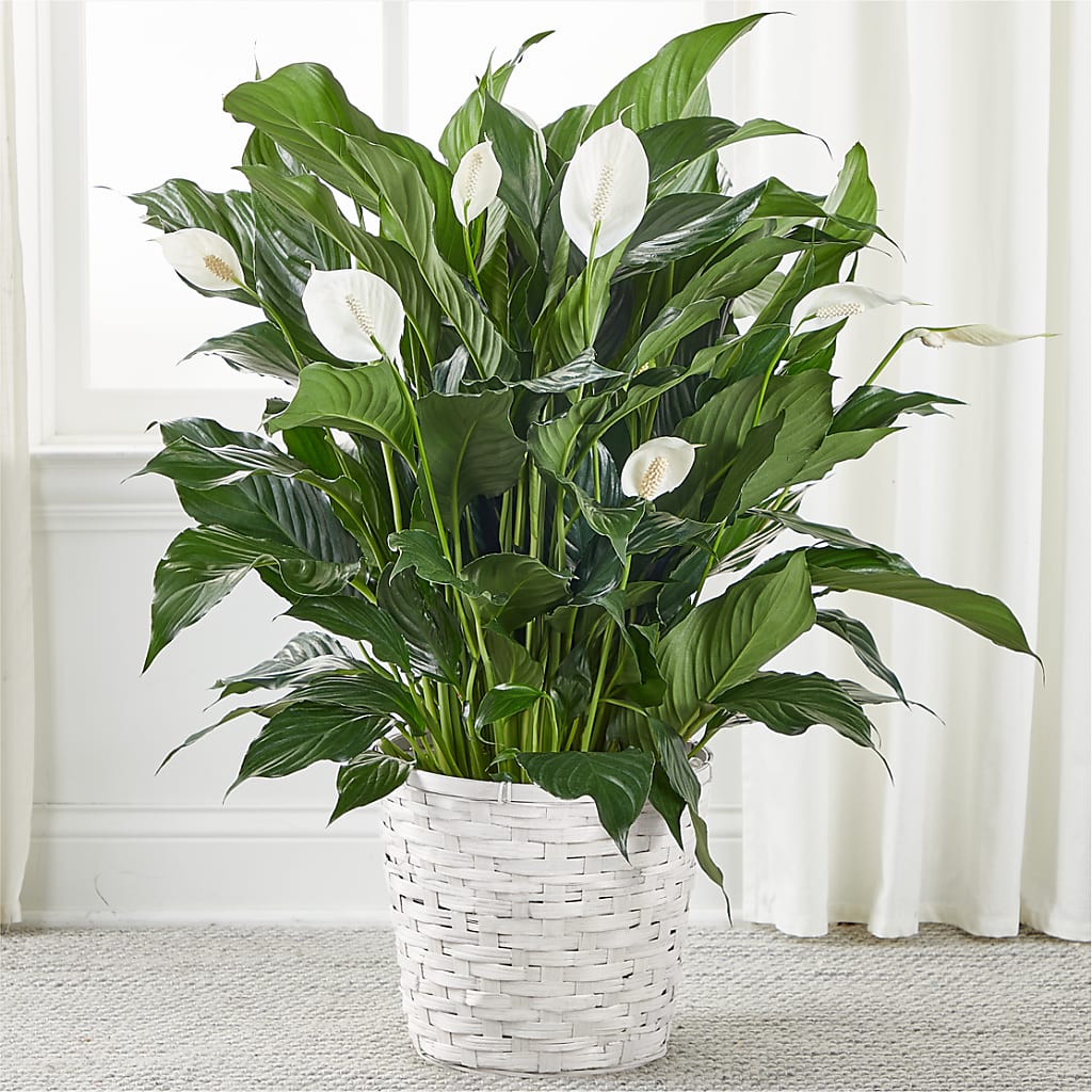 A New Leaf Peace Lily – Friendly Flower Shop, San Angelo TX