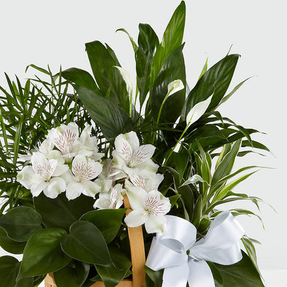 Peace & Serenity Dishgarden –  Friendly Flower Shop, San Angelo TX