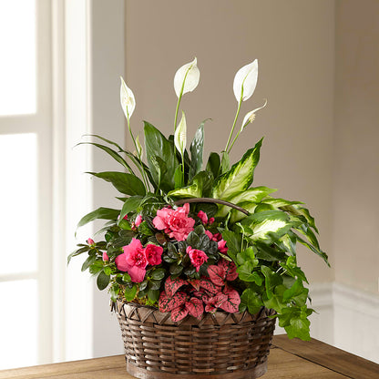 Dream in Pink Dishgarden –  Friendly Flower Shop, San Angelo TX