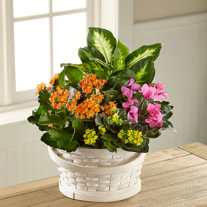 Color Crush Dishgarden –  Friendly Flower Shop, San Angelo TX