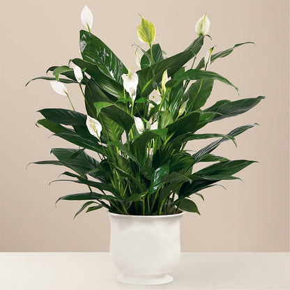 Comfort Planter –  Friendly Flower Shop, San Angelo TX