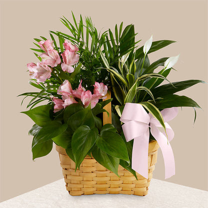 Living Spirit Dishgarden –  Friendly Flower Shop, San Angelo TX