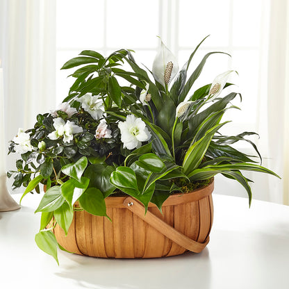 Serene Dishgarden –  Friendly Flower Shop, San Angelo TX