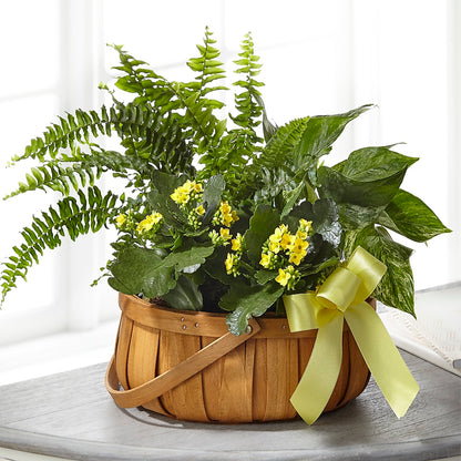Always Dear Dishgarden –  Friendly Flower Shop, San Angelo TX
