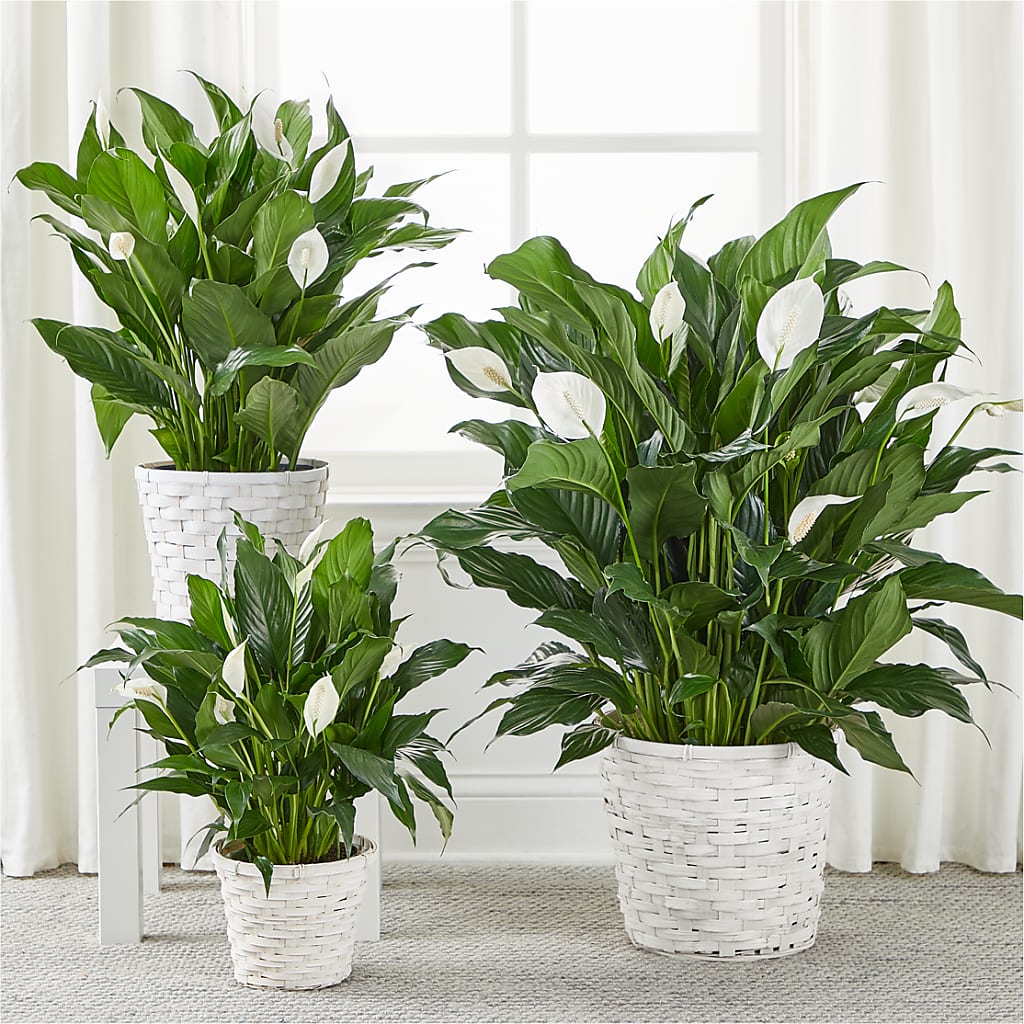 A New Leaf Peace Lily –  Friendly Flower Shop, San Angelo TX